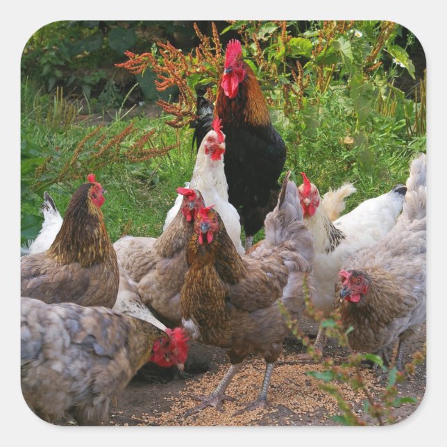 Poulets drôles de basse cour et autocollants (Devant)