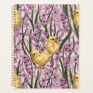 Poulets et hyacinthes roses