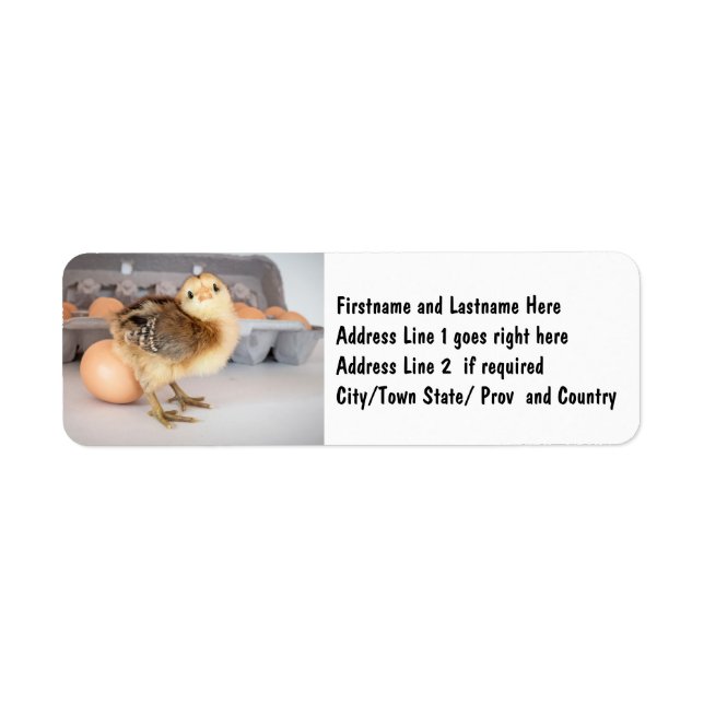 Poulets et oeufs précieux pour bébés (Devant)
