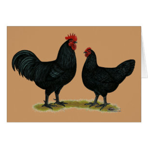 Poulets Java noirs