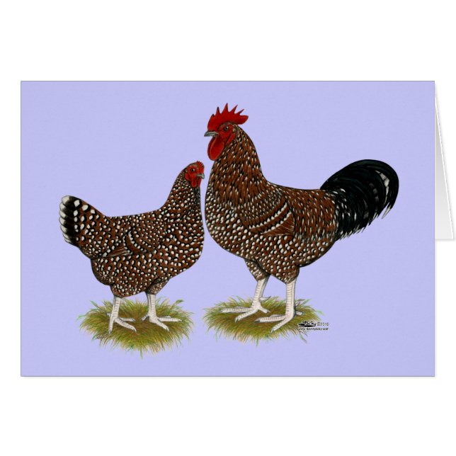 Poulets Sussex Speckés (Devant Horizontal)