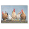 Poultry Chickens Farm 2 Decoupage Tissue Paper