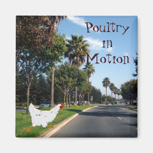 Poultry in Motion Magnet