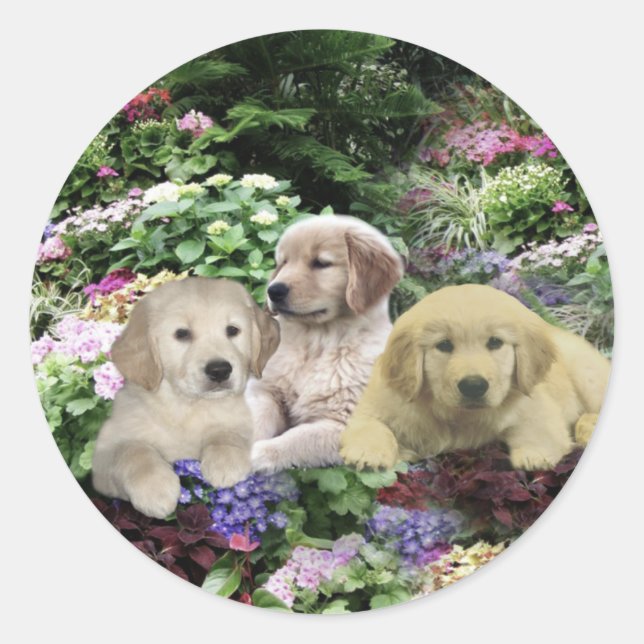 Poupées Golden Retriever Dans Sticker Jardin (Devant)