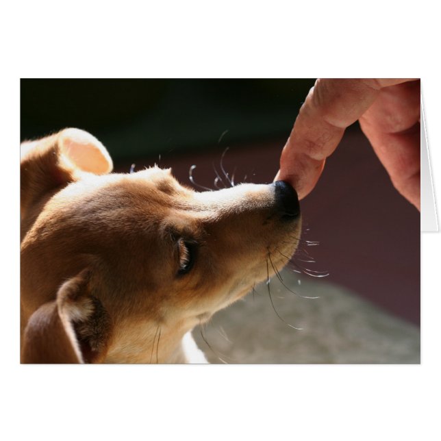 Pour être sans chien… (Devant horizontal)