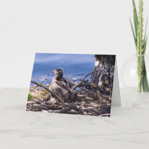 Pour Fêtes Annuelles Bald Eagle Chick - Cartes