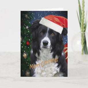Pour Fêtes Annuelles BORDER COLLIE MERRY CHRISTMAS Cartes