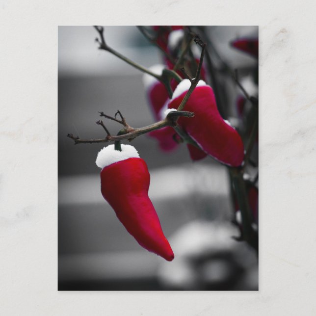 Pour Fêtes Annuelles Cartes de Noël Chili (Devant)
