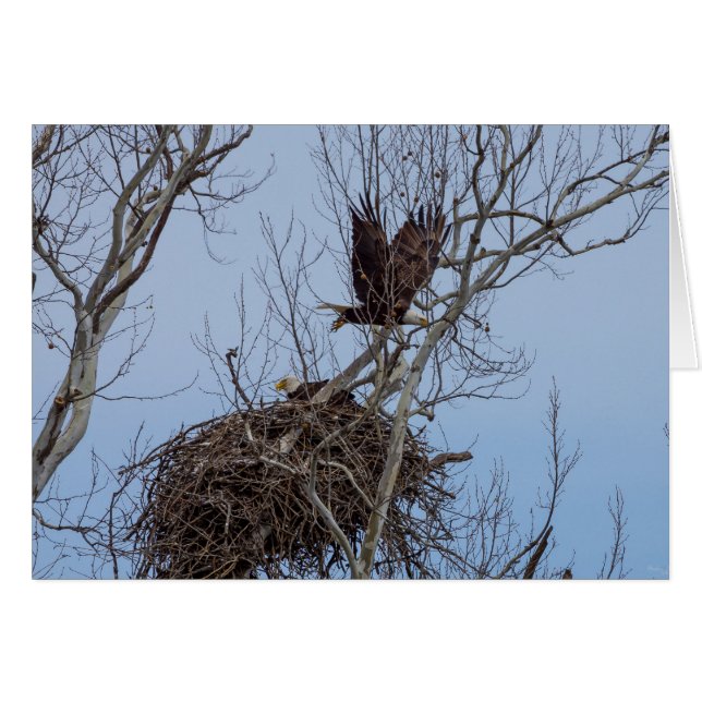 Pour plus de (Devant Horizontal)