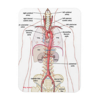 POURQUOI AORTA ! ! Magnets