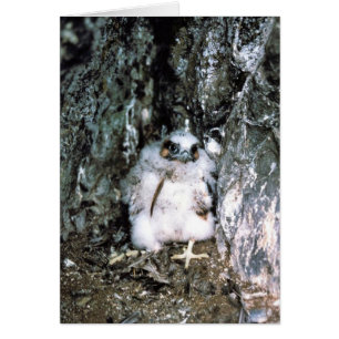 Poussin de faucon pérégrin