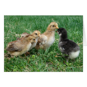 Poussins dans l'herbe