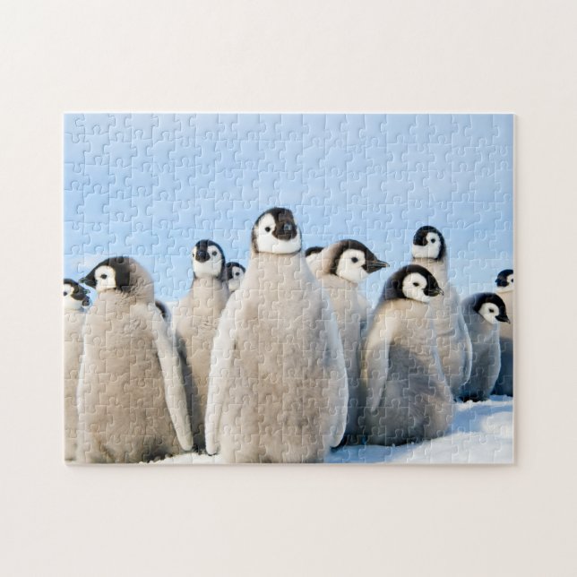 Poussins de pingouin d'empereur - puzzle (Horizontal)