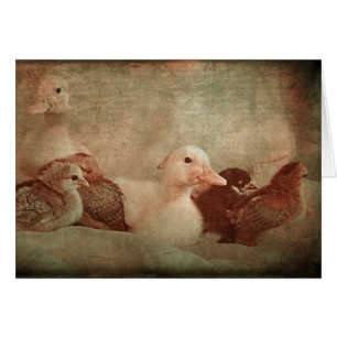 Poussins et colliers