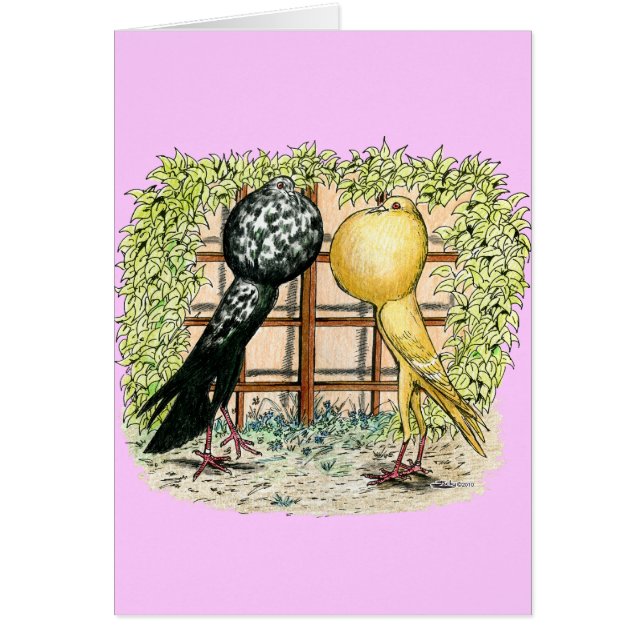 Pouter:  Brunners (Front)