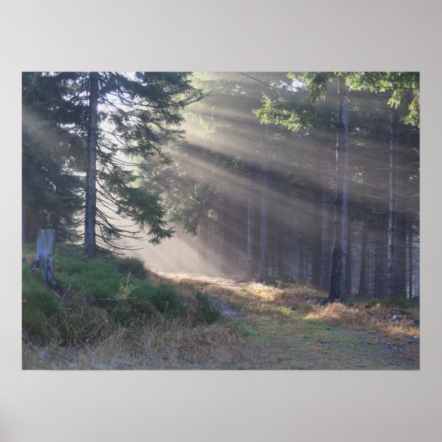 Poutres de lumière dans la forêt Poster (Devant)
