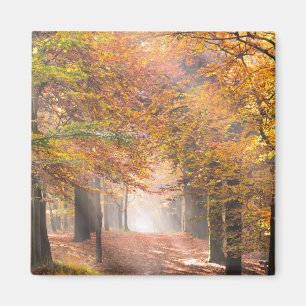 Poutres de soleil dans un aimant forestier d'autom