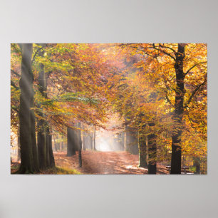 Poutres de soleil dans une affiche de forêt d'auto