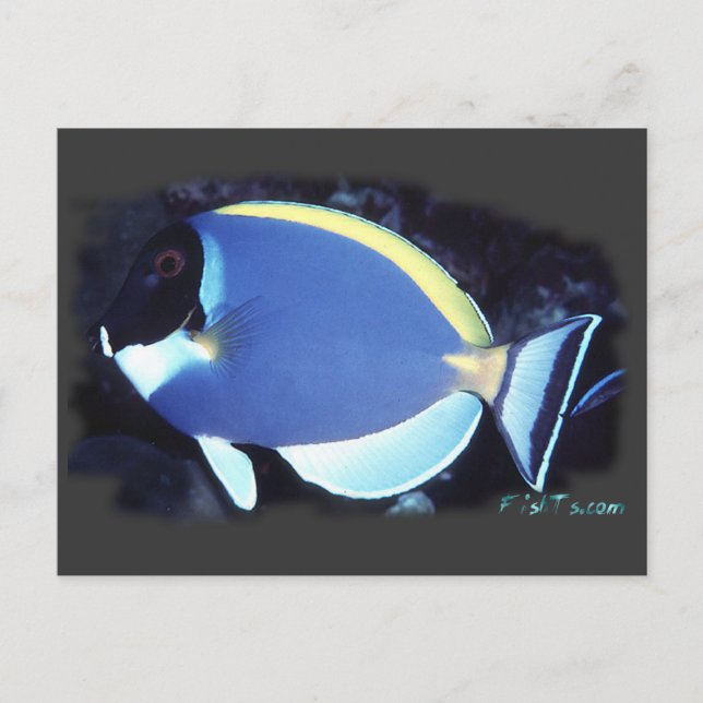 Powder Blue Tang Postcard (Front)