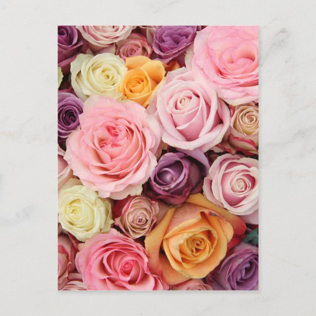 Powder coloured roses by Therosegarden Postcard (Front)