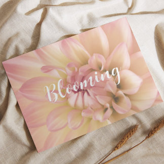 Powder pink peach cream blooming Dahlia Postcard