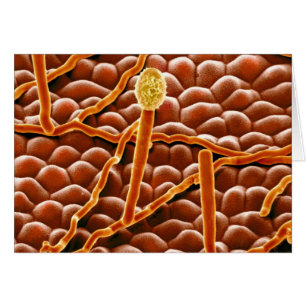 Powdery Mildew Fungus on Poinsettia