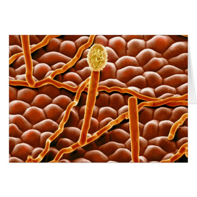 Powdery Mildew Fungus on Poinsettia (Front Horizontal)