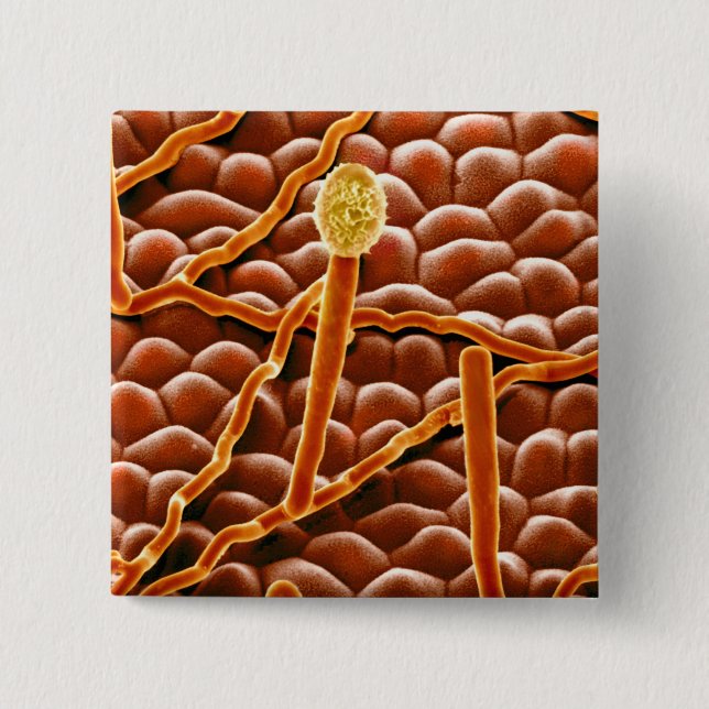 Powdery Mildew Fungus on Poinsettia 2 Inch Square Button (Front)