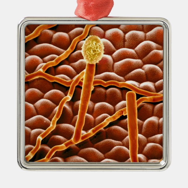 Powdery Mildew Fungus on Poinsettia Metal Ornament (Front)