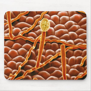 Powdery Mildew Fungus on Poinsettia Mouse Pad