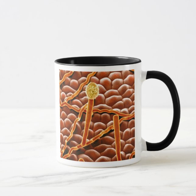 Powdery Mildew Fungus on Poinsettia Mug (Right)