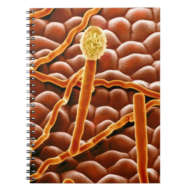 Powdery Mildew Fungus on Poinsettia Notebook (Front)