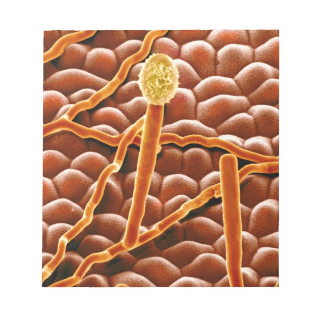 Powdery Mildew Fungus on Poinsettia Notepad (Front)