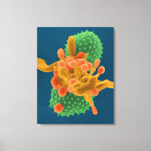 Powdery mildew mould hyphae / spores  and ragweed  canvas print
