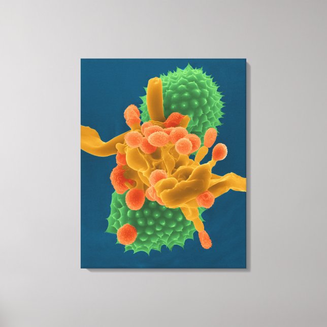 Powdery mildew mould hyphae / spores  and ragweed  canvas print (Front)