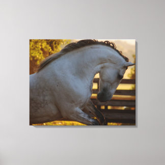 Power Of An Andalusian Mare Canvas Print