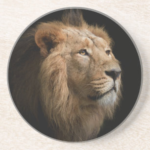 Powerful Lion Portrait with Dark Background Coaster