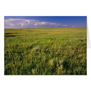 Prairie à graminées courtes dans le nord-est éloig