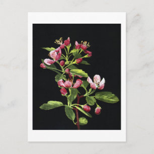 Prairie Crabapple Blossoms Postcard