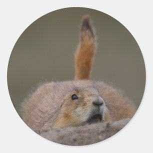 prairie dog classic round sticker