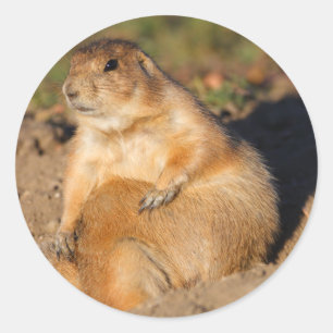 prairie dog classic round sticker