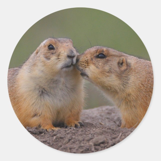prairie dog classic round sticker (Front)
