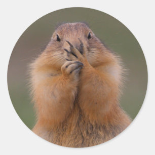 prairie dog classic round sticker