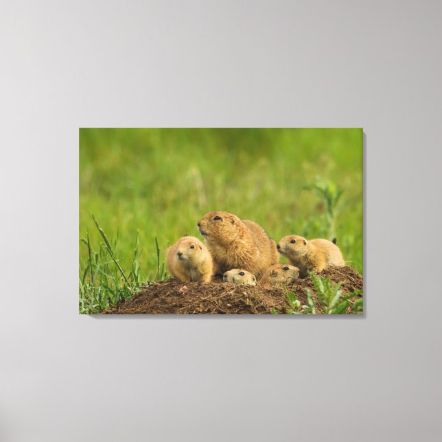 Prairie Dog Family on Den Canvas Print (Front)