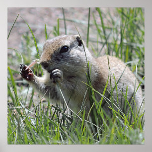 Prairie Dog In The Grass Poster