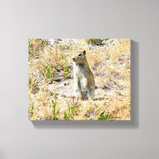 Prairie Dog in Yosemite, CA Canvas Print (Front)