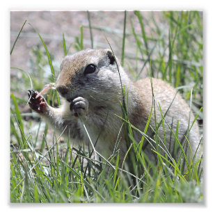 Prairie Dog Lunch Break Photo Print
