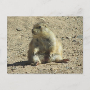 Prairie Dog Postcard