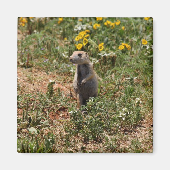 Prairie Dog Solo Magnet (Front)