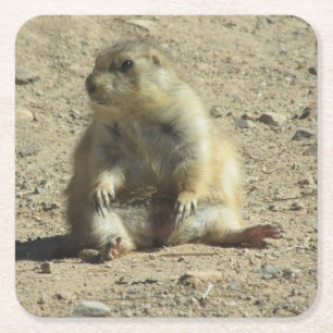 Prairie Dog Square Paper Coaster